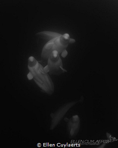 3 Graces, belugas in Hudson bay by Ellen Cuylaerts 